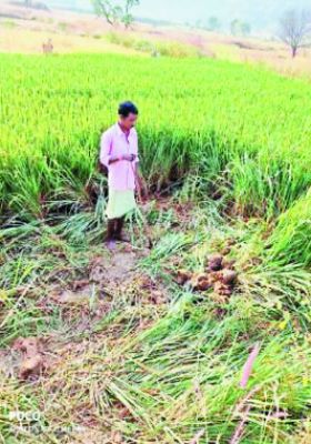 महंगाई ने बिगाड़ा आम आदमी का बजट  