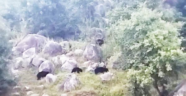 गांव में घुसे 4 भालू, जंगल खदेड़ा ग्रामीणों को सतर्क रहने की अपील