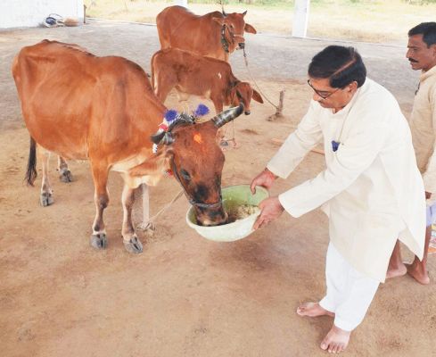  बजाज ने अन्नकूट पर की गौ माता की पूजा