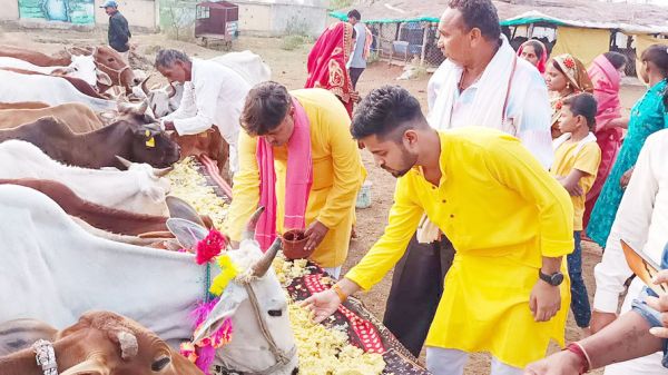 किसानों ने गौ-माता को खिलायई खिचड़ी