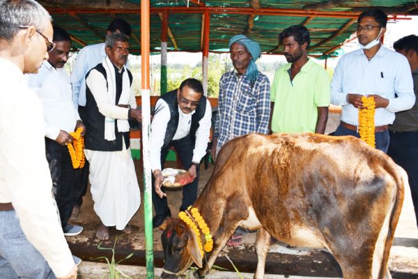 गौठानों में गोवर्धन पूजा, गोवंश की हुई पूजा