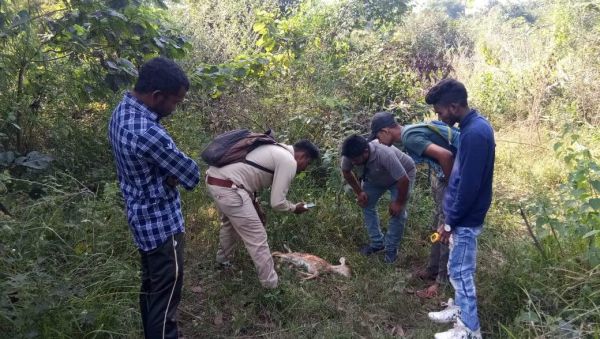 कुत्तों के हमले से चीतल शावक की मौत  