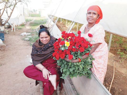 उमरपोटी की चित्रा ने गुलाब की खेती से कमाए 8 लाख