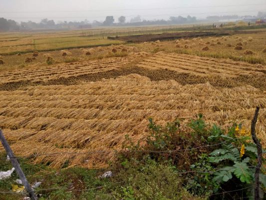 रिमझिम बारिश ने किसानों की चिंता बढ़ाई, खेतों में रखा धान भीगा