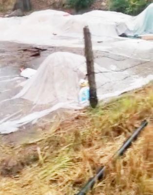 बेमौसम बारिश, धान भीगा