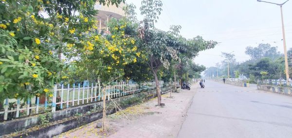 सघन पौधरोपण से बदल रही शहर की फिजां