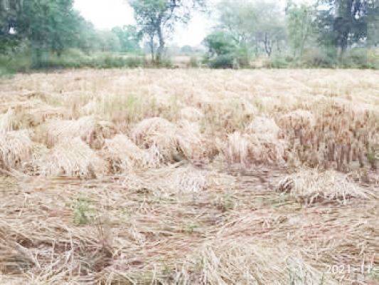 दिन भर हल्की बारिश से किसान चिंतित