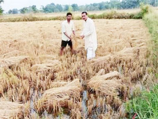असमय बारिश से हुई किसानों की फसल हानि के लिए शीघ्र क्षतिपूर्ति जारी करें-योगेश्वर