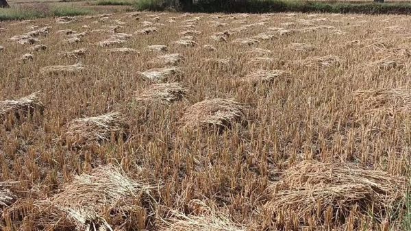 बारिश में फसल बर्बाद, किसान ने की खुदकुशी की कोशिश