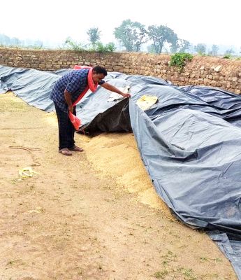 बेमौसम बारिश: कट चुकी फसल को नुकसान, बचाने के लिए जद्दोजहद
