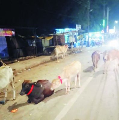 हादसे रोकने मवेशियों के गले में रेडियम पट्टी