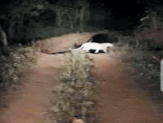 किसानों को दिखा तेंदुआ, गांवों में अलर्ट