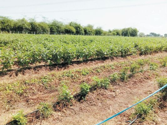 डीएमएफ की मदद से आधुनिक तकनीक अपनाकर समूह बढ़ा रहे आर्थिक अवसर