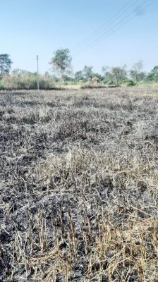 ट्रांसफार्मर में शार्ट सर्किट से खड़ी फसल में लगी आग, मुआवजे की मांग लेकर पहुंचा किसान