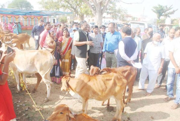 मतवारी ऐसा गांव जहां अधिकांश गायें साहीवाल और गिर प्रजाति की
