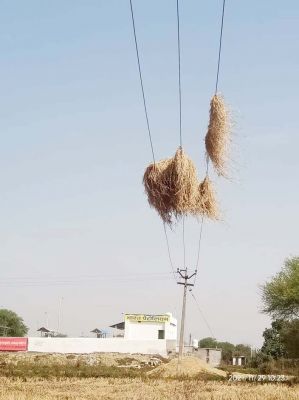 बिजली तार के नीचे धान मिंजाई होने से लाईने हो रही बार-बार बंद