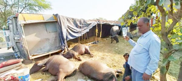 मवेशियों से भरा ट्रक पलटा, 2 मौतें, 8 घायल