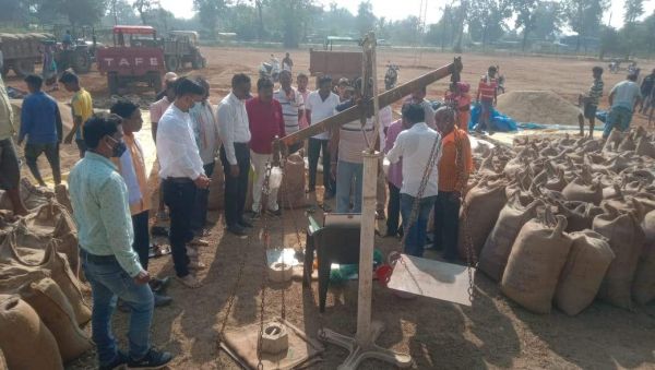 इधर धान खरीदी शुरू उधर धान की कटाई जारी