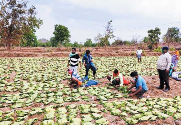 तेन्दूपत्ता संग्रहण से वनवासियों के जीवन में आ रही खुशहाली