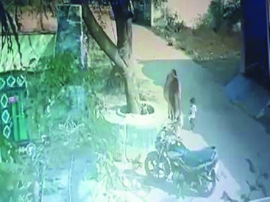 बैल ने 17 महीने की बच्ची को पटका