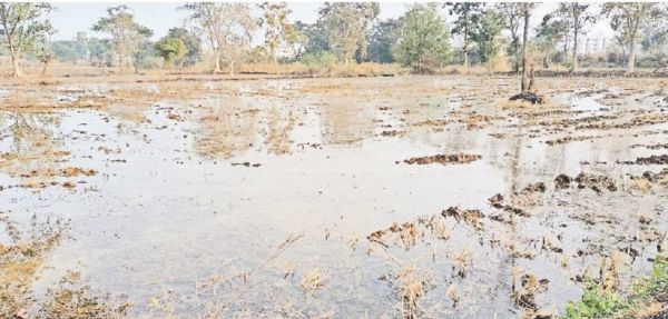 रबी सीजन की खेती शुरू, इस बार किसान फसल परिवर्तन के मूड में