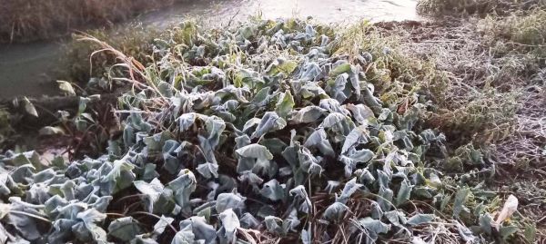 चिल्फी घाटी में जमी बर्फ की चादर कड़ाके की ठंड , पारा 3 डिग्री