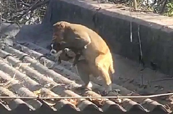बंदर और कुत्ते की दोस्ती के फैन हुए लोग