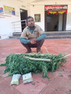 बाड़ी से गांजा का पौधा जब्त, आरोपी गिरफ्तार