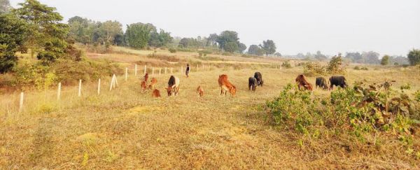 फेंसिंग के बाद भी पौधों को नुकसान पहुंचा रहे मवेशी, आरक्षित जमीन पर कब्जा भी