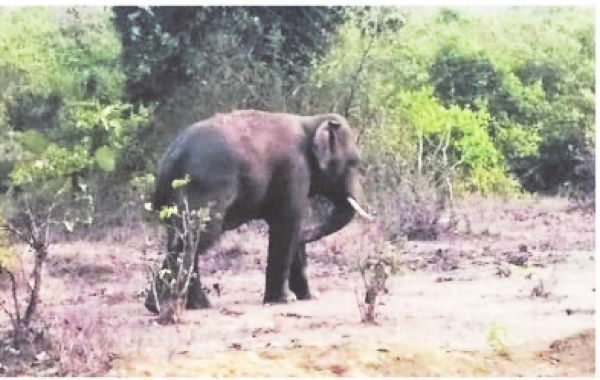 क्षेत्र में अब भी एक हाथी मौजूद