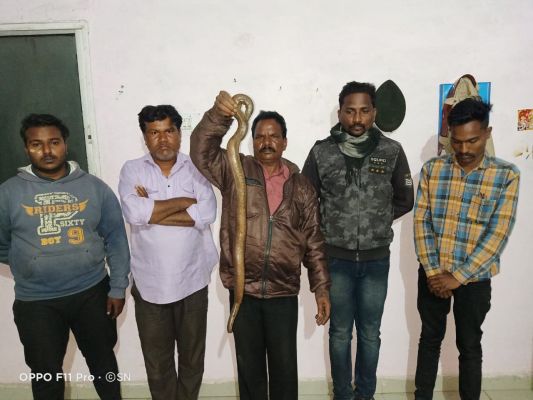 विलुप्त सेंड बोवा सांप की तस्करी करते 5 को वन विभाग ने पकड़ा
