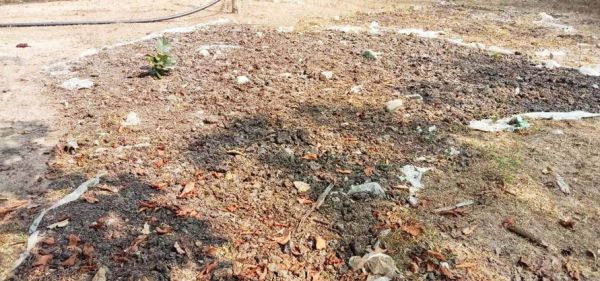 मिट्टी में तब्दील हो रहा गोठान में पड़ा हुआ गोबर