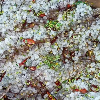 बेमेतरा में गिरे ओले