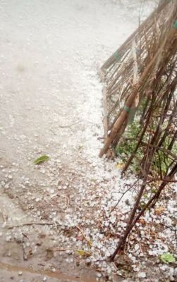 बेमौसम बारिश, ओले गिरने से सब्जी व टमाटर की फसल बर्बाद