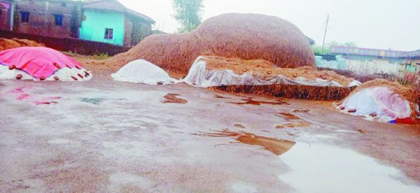 महासमुंद में ओले, 23 लाख क्विंटल धान को बारिश से बचाने जुटे अफसर
