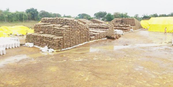 पहले से ही बारिश का अलर्ट जारी फिर भी धान को भीगने से नहीं बचा सके