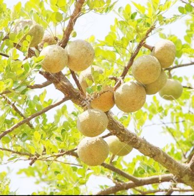 विटामिन बी-12 से भरपूर पौधा कैथा विलुप्ति की कगार पर