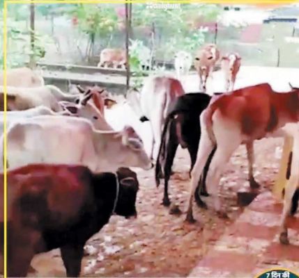   अस्थाई गोठान की एक गाय ठंड से  मरी, पांच की तबीयत खराब