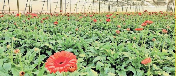 जरबेरा फूल की खेती, अन्य राज्यों में मांग, प्रति एकड़ सालाना दस लाख फायदा