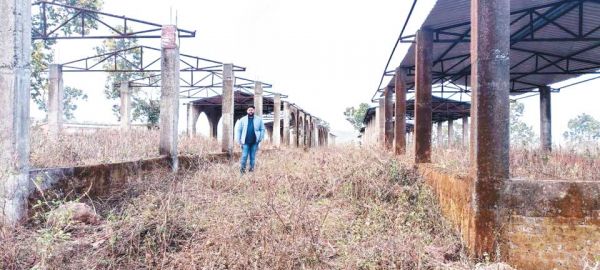 जान जोखिम में डाल सडक़ किनारे बाजार, आंबा भवन में मवेशी