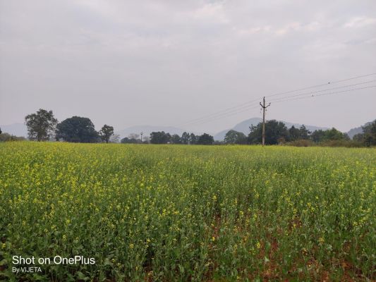 सरसों की फसल लहलहा रही