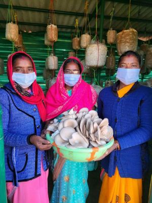 गोठानों में आयस्टर मशरूम का उत्पादन शुरू