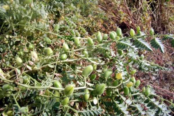 अगले एक-दो दिन यदि बारिश न हुई तो सम्हल जाएगी रबी की फसलें