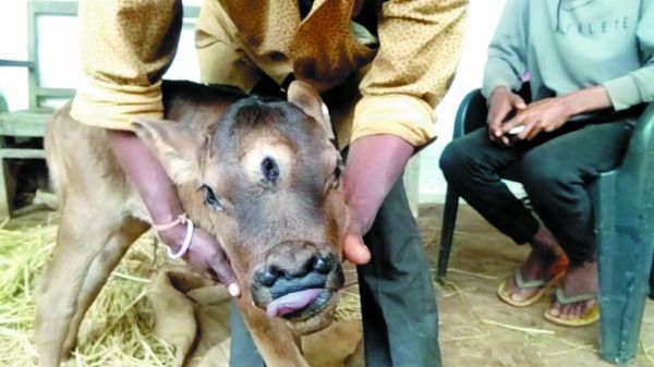 जर्सी गाय ने तीन आंख और दो नाक वाला बछिया जन्मा
