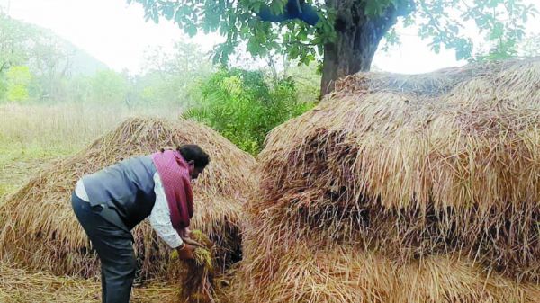 खलिहान में ही अंकुरित हो रहे धान, किसानों की बढ़ी परेशानी