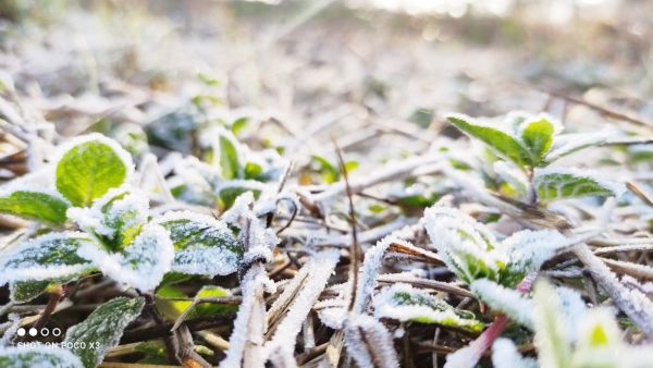 सरगुजा में कड़ाके की ठंड, मैनपाट एंव बलरामपुर में बर्फ की चादर