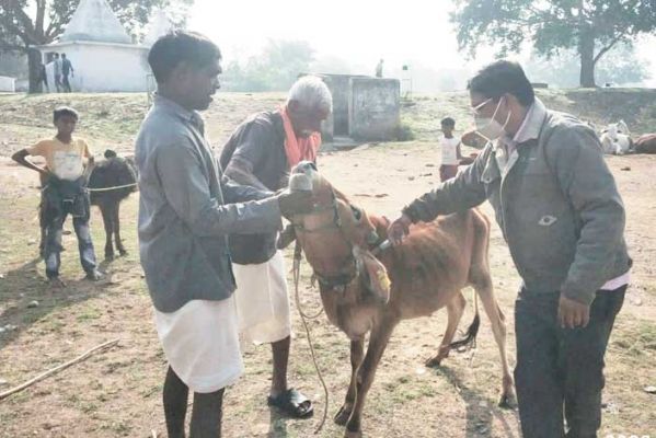 टीकाकरण और पशु पोषण विभागीय योजनाओं की दी जानकारी
