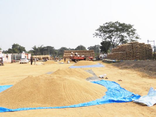 जिले में 41 लाख क्विंटल से ज्यादा धान खरीदी