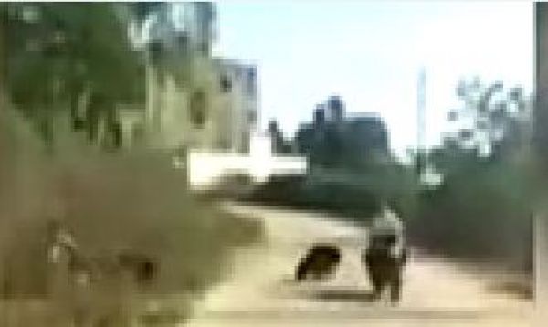 मादा भालू शावकों संग सडक़ पार करती दिखीं
