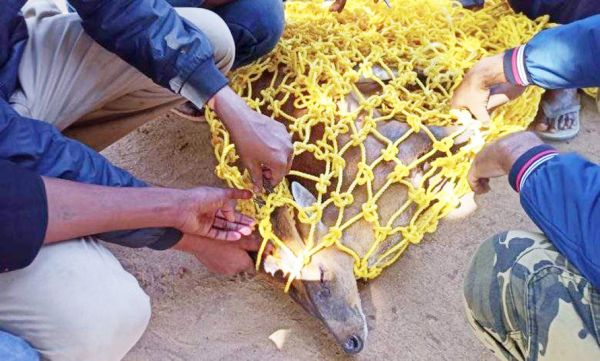 कुएं में गिरा चैसिंगा, वन विभाग ने पकडक़र पशु चिकित्सालय में करवाया उपचार